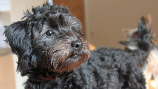 Female yorkie poo store haircuts